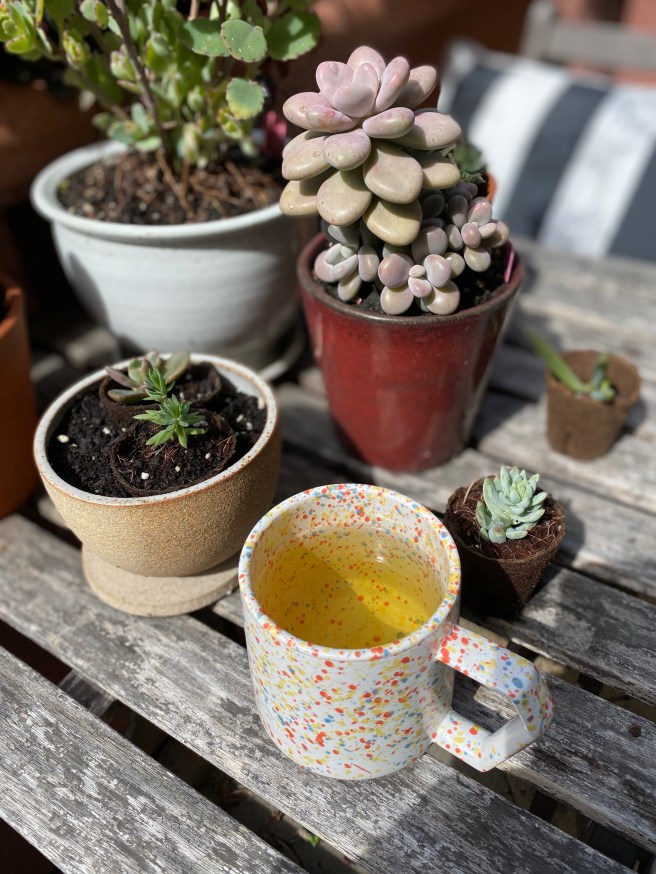 chamomile is the best herbal&nbsp;tea